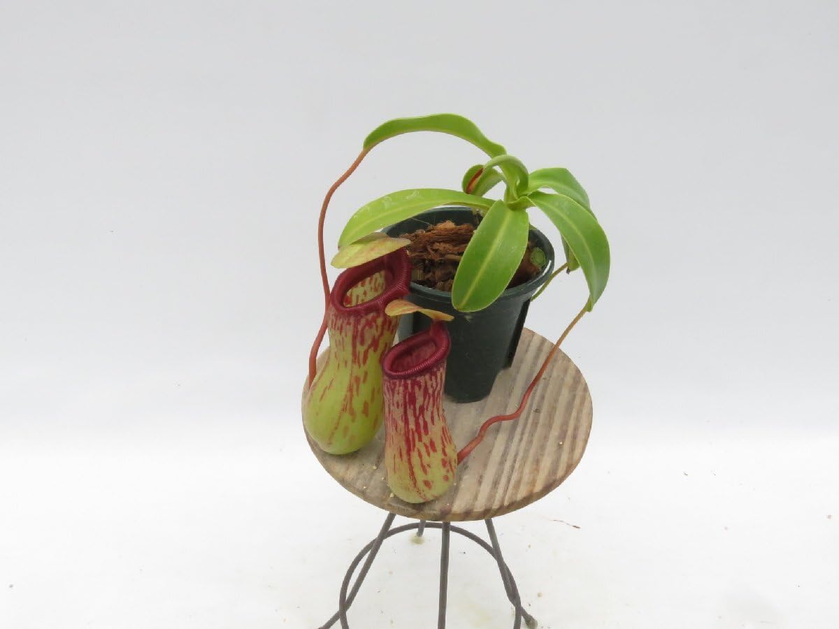 Amazon.co.jp: N.(ventricosa × sibuyanensis)-giant × N.burkei